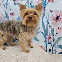 Lelo - Yorkshire Terrier