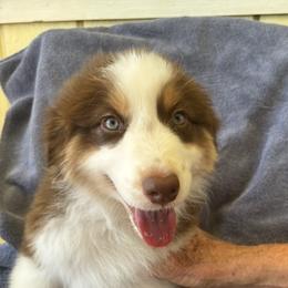 Boy 3 - male Australian Shepherd puppy in Lancaster, California from Al Sira Australian Shepherds