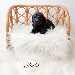 Jada - Black female Poodle puppy in from Pink Poodles and Doodles