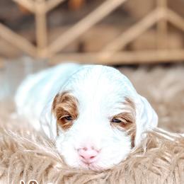 Tawny - Caramel cream female Australian Labradoodle puppy in Decatur, Alabama from Southern Meadows Doodles