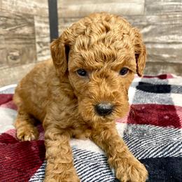 Tucker - Red  male Poodle puppy in Osseo, Michigan from Paws in the Country