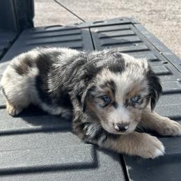 Winston - Blue merle male Miniature Australian Shepherd puppy in Godley, Texas from Nana and Paws Aussies