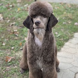 Shepherd - Poodle