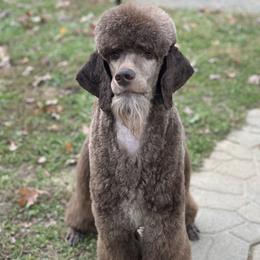 Shepherd - Poodle