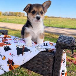 Kona - Black and tan male Pembroke Welsh Corgi puppy in Rose, Nebraska from Clearsky Corgis