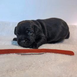 Roman Candle - male Patterdale Terrier puppy in Yucaipa, California from Moormont Kennels