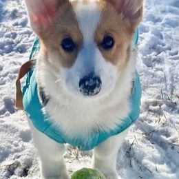 Pembroke Welsh Corgis from Windy Mountain Kennels