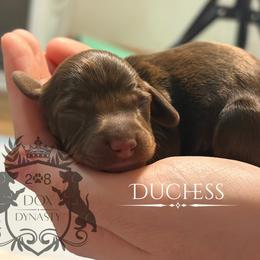 Dachshund Puppies from 208 Dox Dynasty