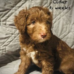 Cider - Red male Aussiedoodle puppy in Mulino, Oregon from Korbella Farm