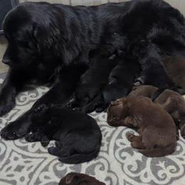 Black Newfoundland Male 1 - Black male Newfoundland puppy in Burfordville, Missouri from Umfleet Farms