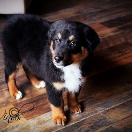 Australian Shepherd Puppies from Libre Winds Australian Shepherds