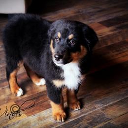 Australian Shepherd Puppies from Libre Winds Australian Shepherds