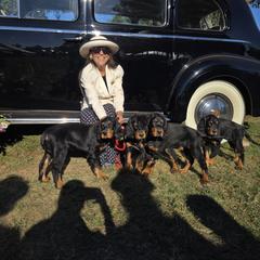 Gordon Setter puppies from Noah's Ark Gordon Setters