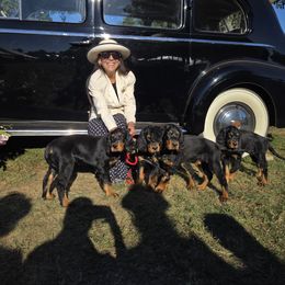 Gordon Setter puppies from Noah's Ark Gordon Setters