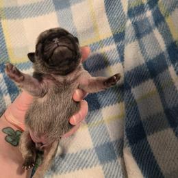 Boy 2 - Fawn male Pug puppy in Auburn, Kentucky from Prentice Family Pugs