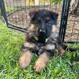 Boy 6 - male German Shepherd puppy in Paso Robles, California from Central Coast German Shepherds
