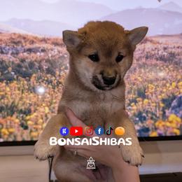 NIMO - Red male Shiba Inu puppy in Minnesota from BonsaiShibas