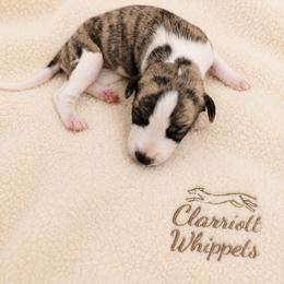 Girl 1 - Fawn brindle female Whippet puppy in Kalamazoo, Michigan from Clarriott Whippets & Cavapoos