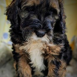 Bernedoodles and Goldendoodles from Sammy's puppies