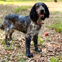 Cherry - English Springer Spaniel