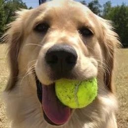 Golden Retrievers from Glorious Austin Goldens
