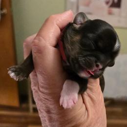 F pink white sock brindle - Brindle female Shih Tzu puppy in Missouri from Farm Animal Mommy Shih tzu's Michalek Dog Breeder