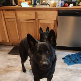 Zerk - German Shepherd