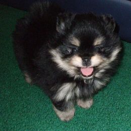 Pomeranian Puppies from Kayra Pomeranians