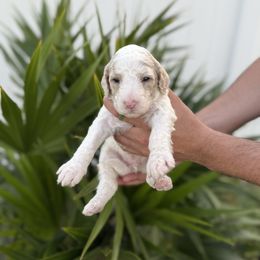Green - Parti male Goldendoodle puppy in Cape Coral, Florida from Magnolia Doodles co.