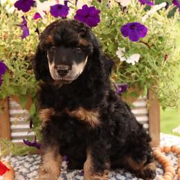 Miniature Schnauzer and Poodle Puppies from Crystal Rose Canines