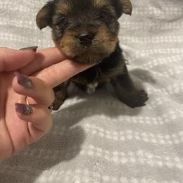 Yorkshire Terrier Puppies from Southern Sweetheart Kennels