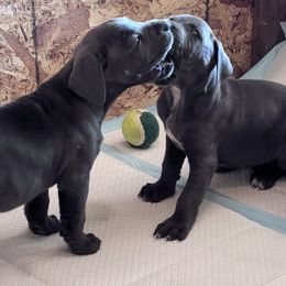 Cane Corso Puppies from The Dorado Ranch