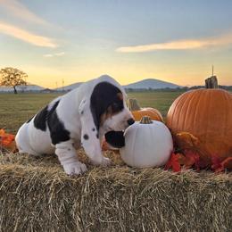 Cash - Black white and brown male Basset Hound puppy in Denison, Texas from Emma Lou's Baby Bassets