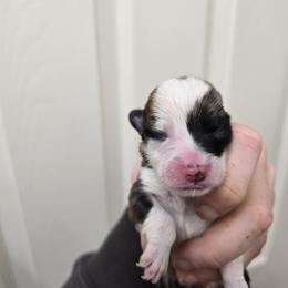 Girl 2 - Fawn female Pembroke Welsh Corgi puppy in Reno, Nevada from PBJ Corgis