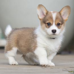 Black Collar Boy - TRIPLE CLEAR - Sable male Pembroke Welsh Corgi puppy in Lockeford, California from Golden Rose Corgis