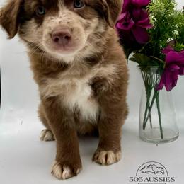 Merble - Red merle male Australian Shepherd puppy in Thornton, Colorado from 303 Aussies