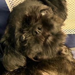 Connie - Shih Tzu