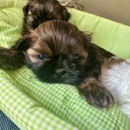 Tillie - Brindle and white female Shih Tzu puppy in Scottdale, Pennsylvania from Nancy’s Majestic Shih Tzus