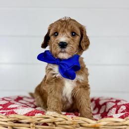 Truffle - Blue Collar - Apricot male Goldendoodle puppy in The Woodlands, Texas from Golden Fields Doodles