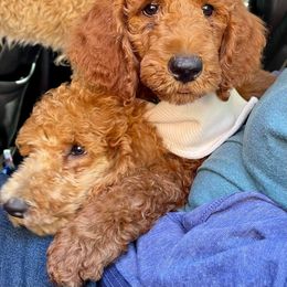 Poodle Puppies from Spoiled SPoos