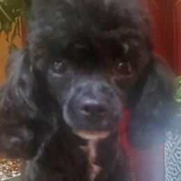Poodles from Keta Young