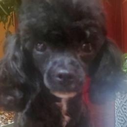 Poodles from Keta Young