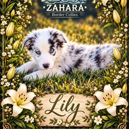 Lily - Blue merle female Border Collie puppy in Opelousas, Louisiana from Zahara Border Collies