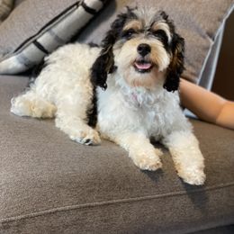 Stella - Cavapoo