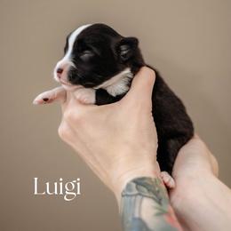 LUIGI - Black & white male Miniature American Shepherd puppy in Puyallup, Washington from FERGI’S GEMINI MAS