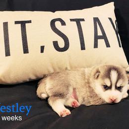 Westley - Silver and white male Pomsky puppy in Winston, Oregon from Arctic Tails Spitz
