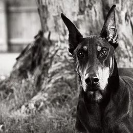 Doberman Pinschers from Cascade Ranch