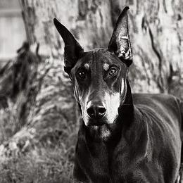 Doberman Pinschers from Cascade Ranch