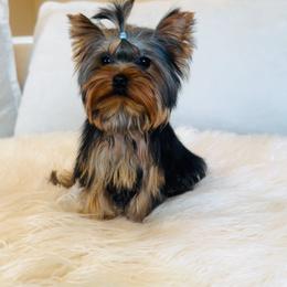 Yorkshire Terrier puppies from Toy Treasure Yorkies
