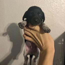 Lucky - Piebald male Dachshund puppy in Conroe, Texas from R&M Dachshunds